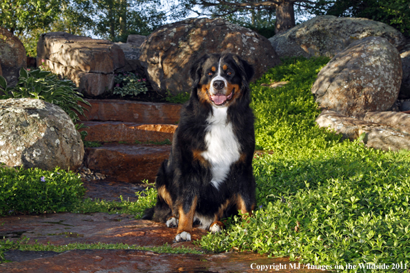 Bernese Mountain Dog. 