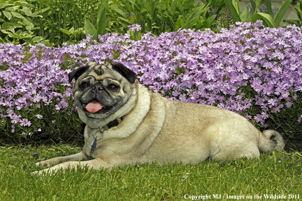 Pug in yard. 