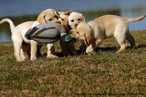 Yellow Labrador Puppies