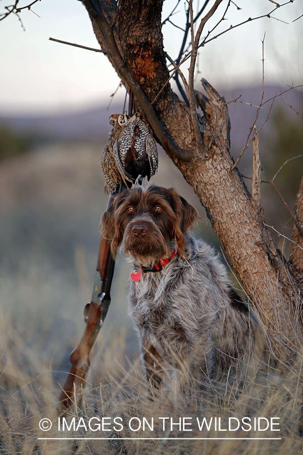 Wirehaired Pointing Griffon with bagged Mearn's quail.