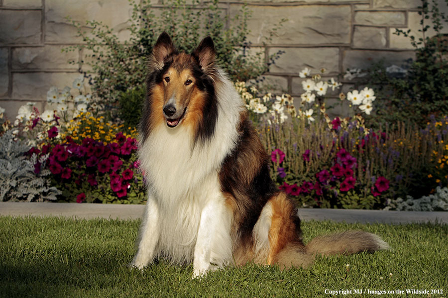 Collie in yard.