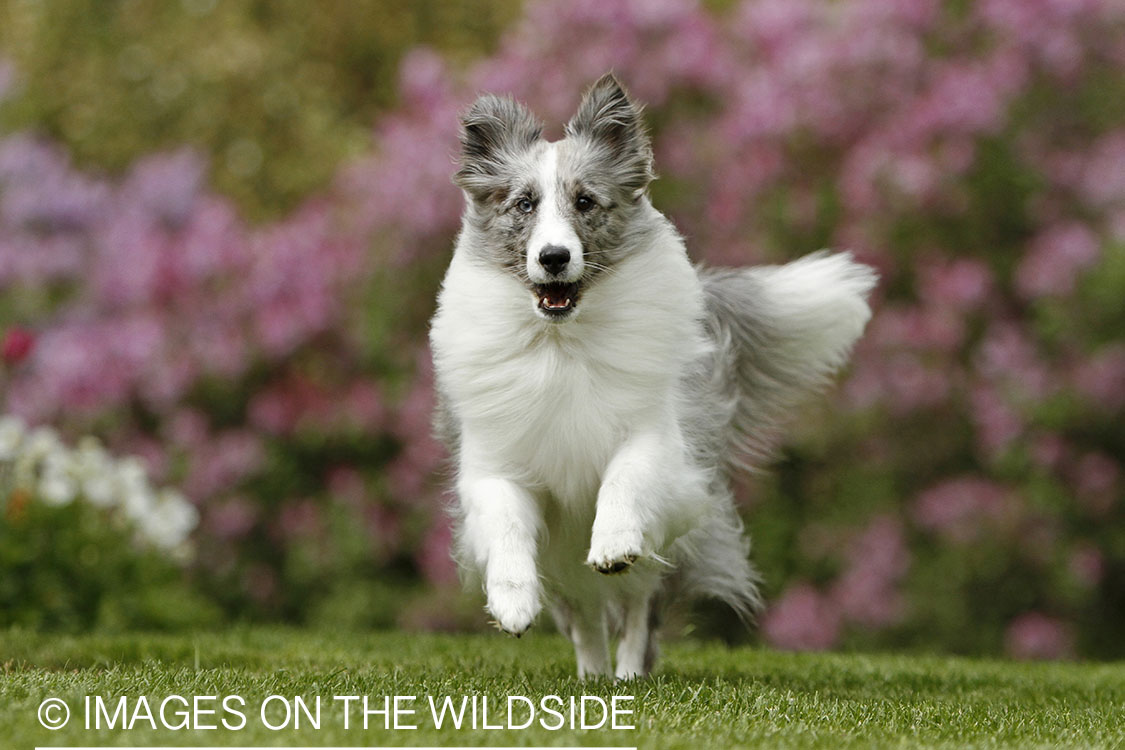 Sheltie running in field.
