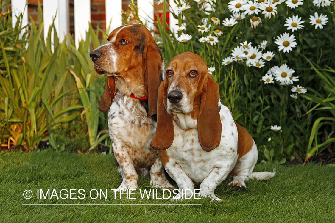 Basset Hounds