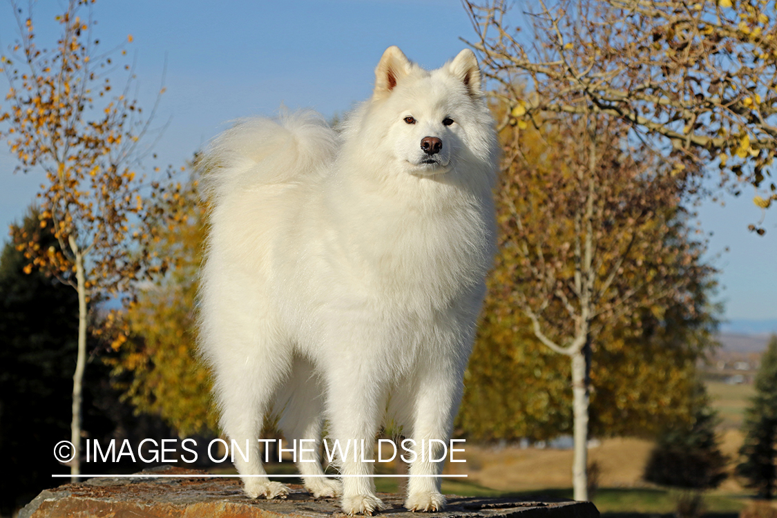 Samoyed standing on rock by trees.