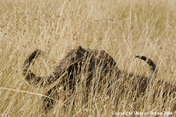 African Cape Buffalo lying in field