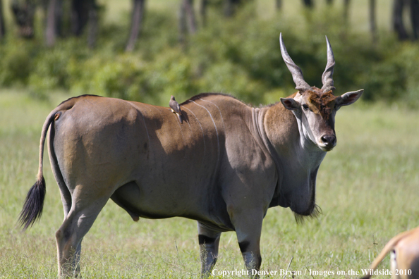 African Eland in habitat