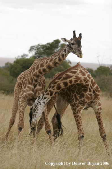 African Masai Giraffes fighting