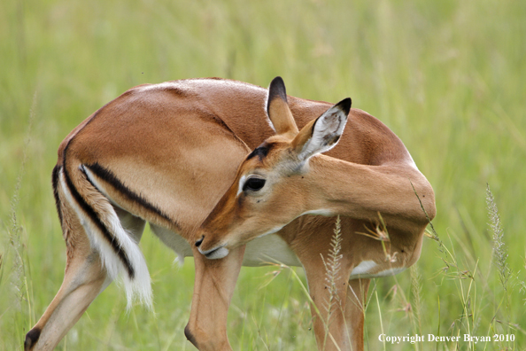 Impala doe in habitat. (Africa)