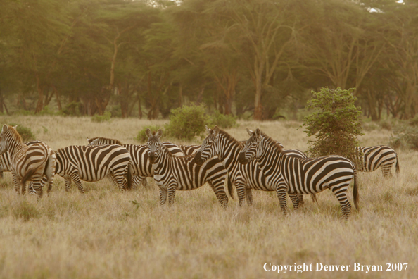Burchell's Zebra 