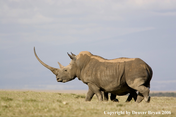 White African Rhinocerous