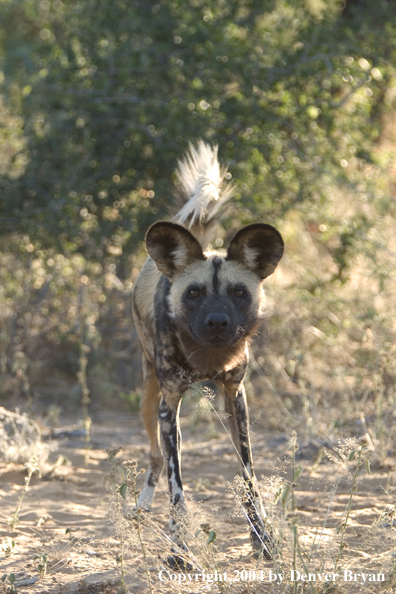 African Wild Dog in habitat.