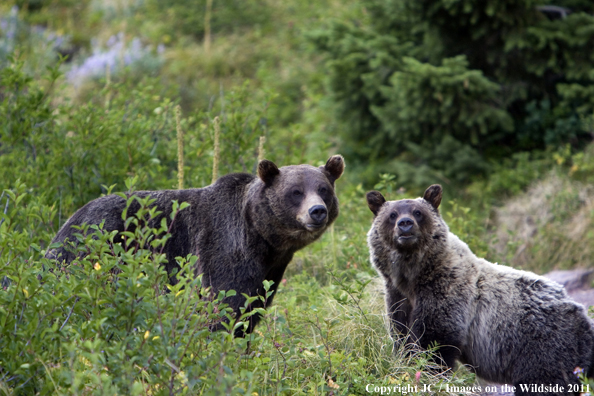 Brown Bears in habitat.