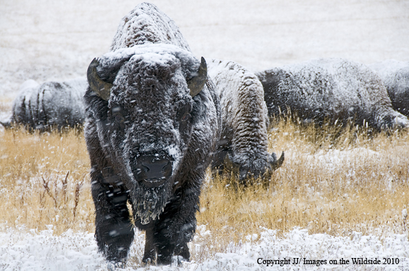 Bison in snow.
