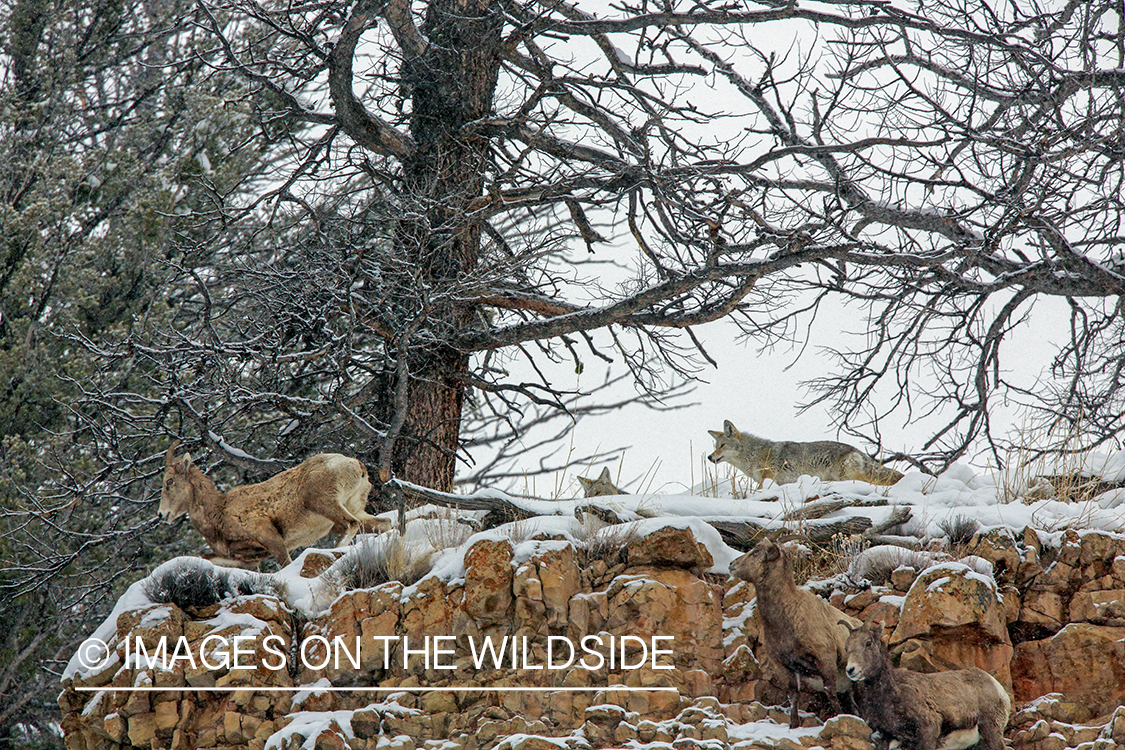 Coyotes hunting/chasing Bighorn sheep.