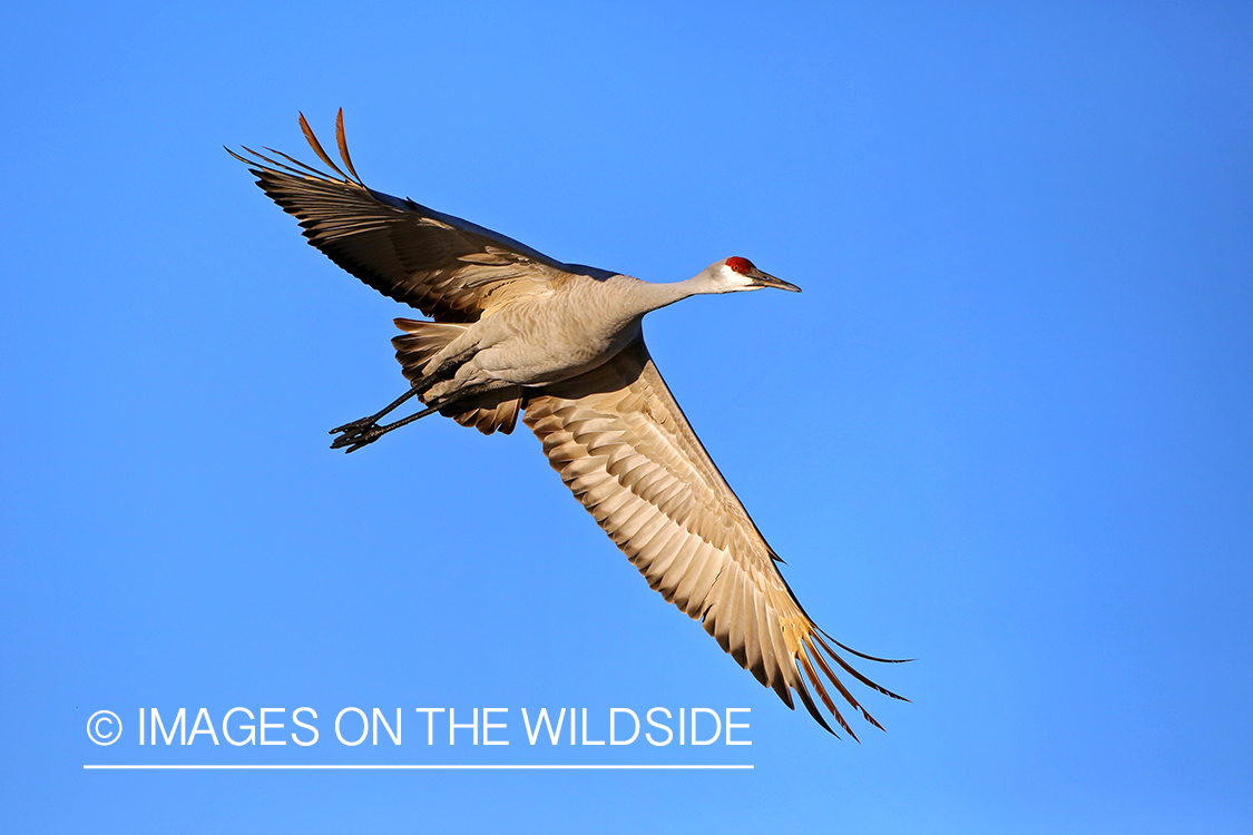 Sandhill crane in flight. 