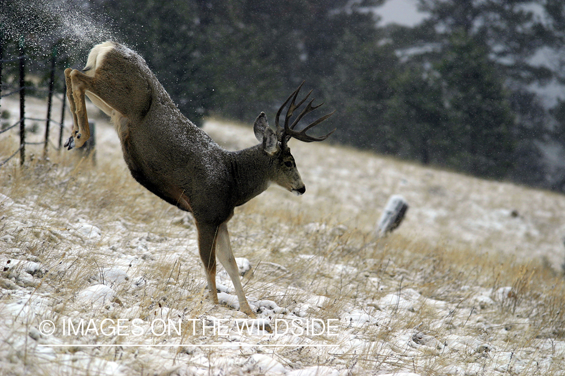 Mule deer jumping fence