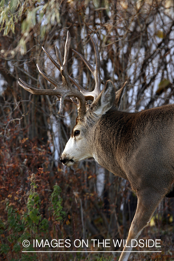 Mule deer 