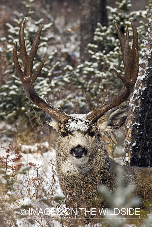 Mule deer 