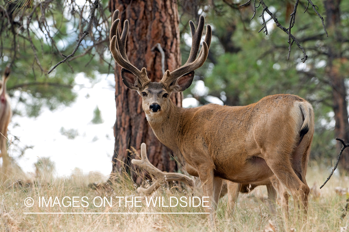 Mule Bucks in Velvet 