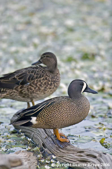 Blue-winged Teal duck pair.
