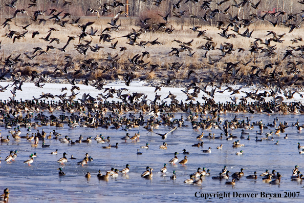 Mallard ducks in flight