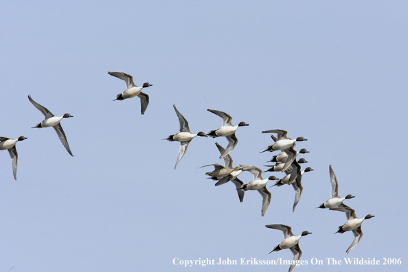 Pintail ducks in habitat.