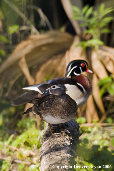 Wood duck pair swimming.