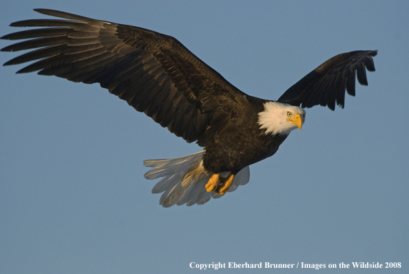 Bald Eagle in habitat
