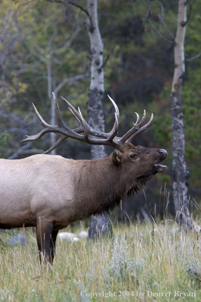 Rocky Mountain bull elk bugling.