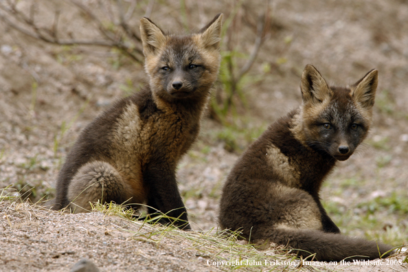 Baby Red Fox in habitat