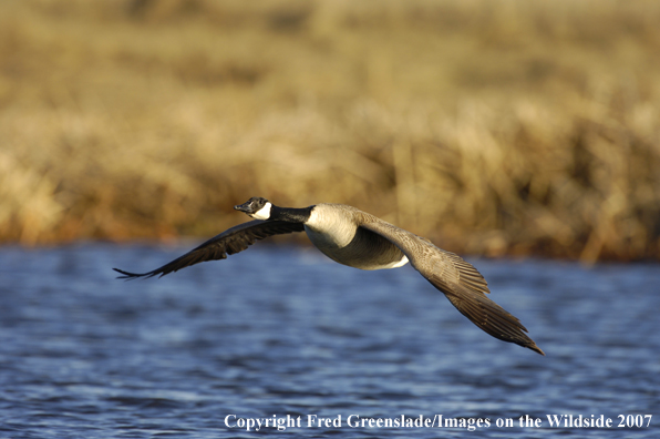 Canadian Goose in flight