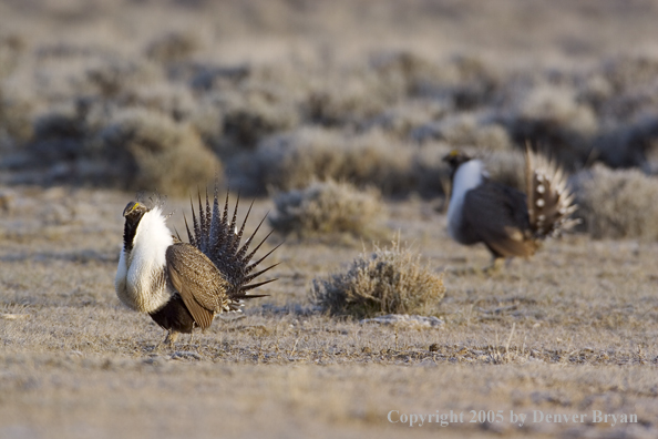 Sage grouse displaying on booming ground.