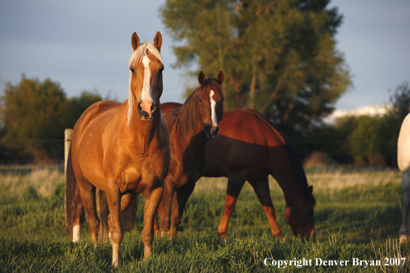 Quarter horses in field