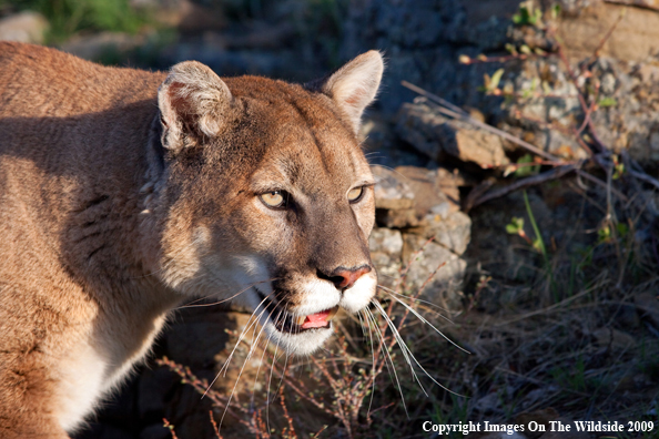 Mountain Lion in habitat