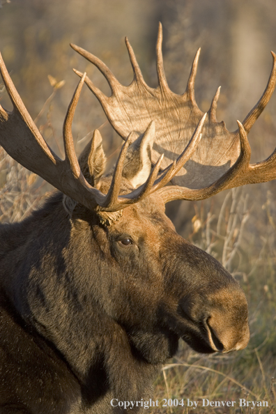 Shiras bull moose bedded down.