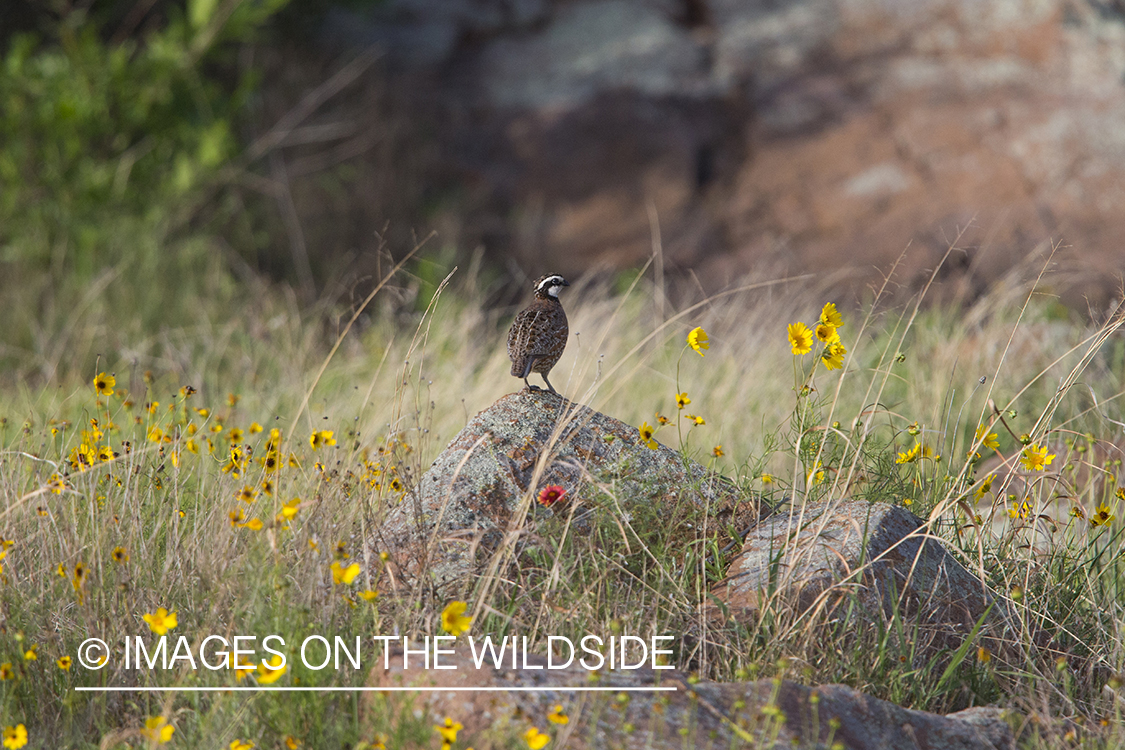 Bobwhite Quail in habitat.