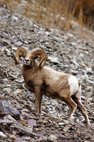 Rocky Mountain Big Horn Sheep