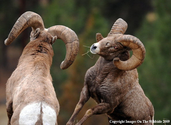 Rocky Mountain Bighorn Sheep