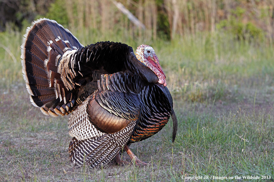 Rio Grande Turkey in habitat. 