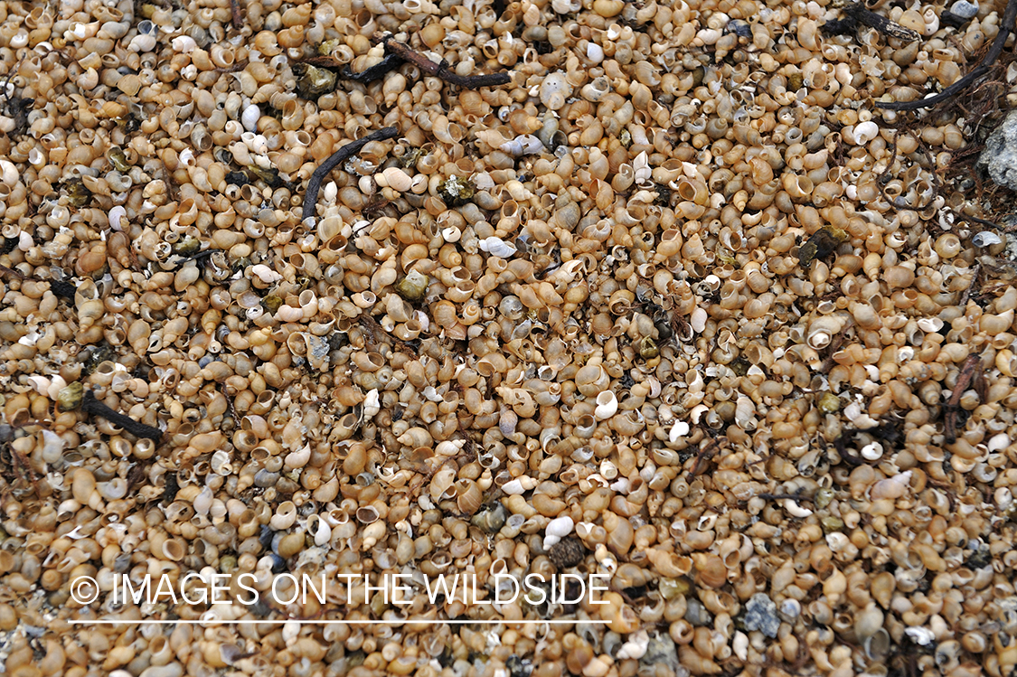 Snails on lake shore.