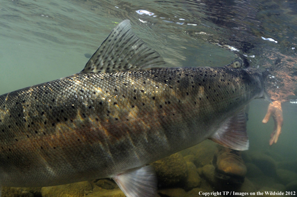 Releasing Steelhead. 