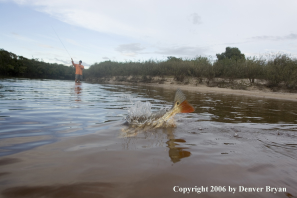 Fisherman with Peacock bass on the line.