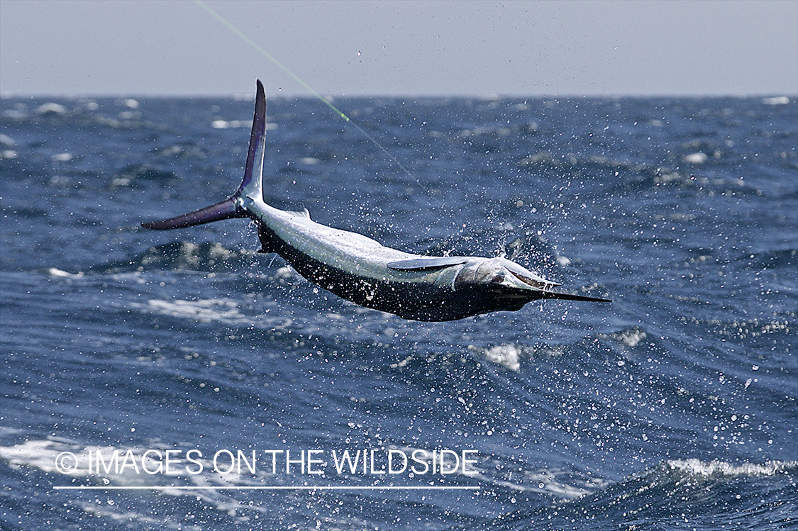 Deep sea fisherman fighting jumping white marlin.