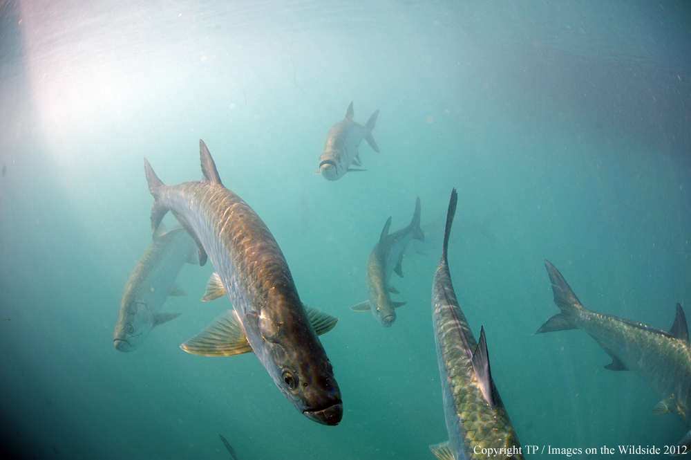 Tarpon in water. 