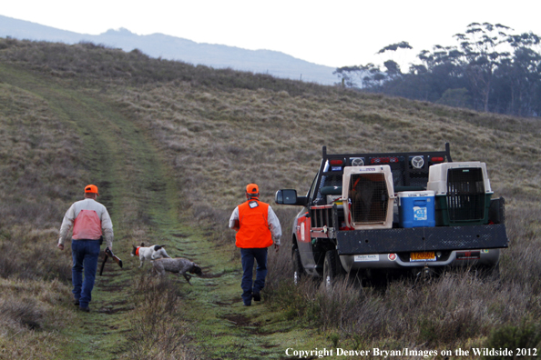 Upland game hunters in field with dogs, Hawaii. 