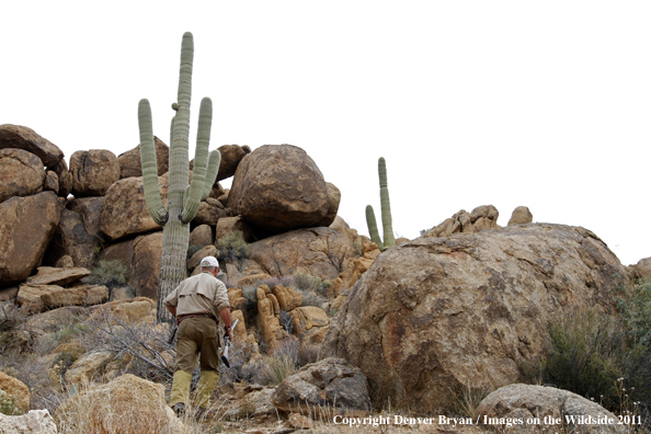 Upland game bird hunter hunting desert quail in Arizona.