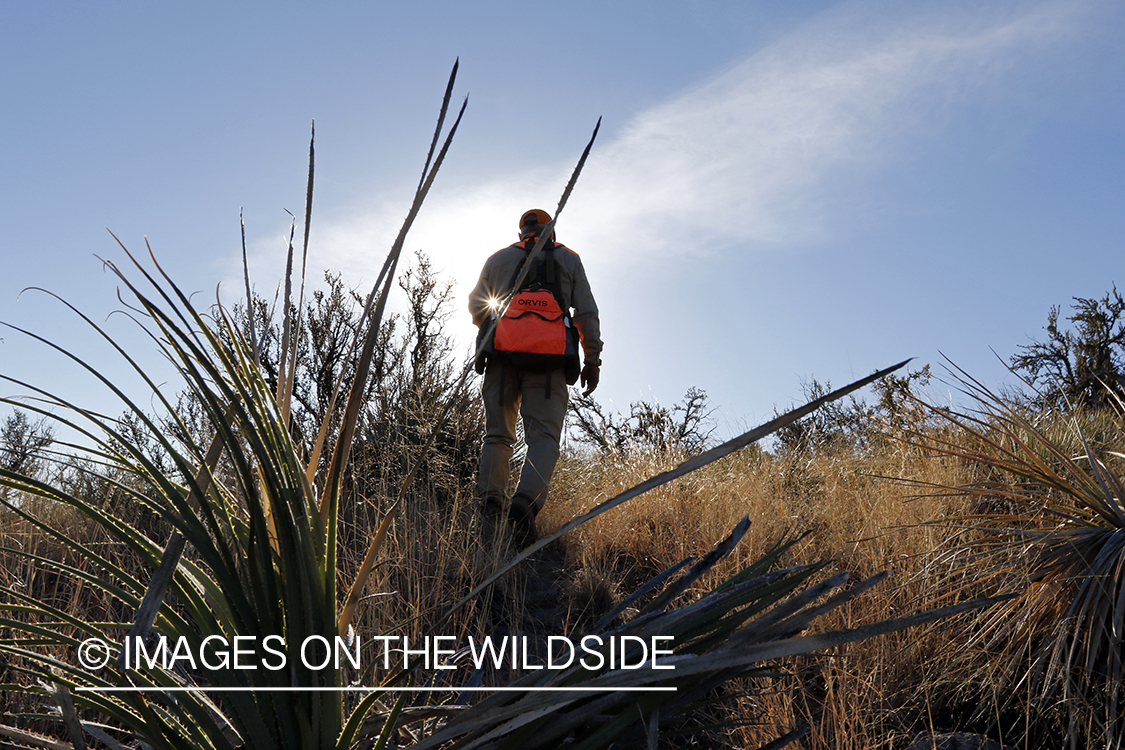 Mearns quail hunter in field.