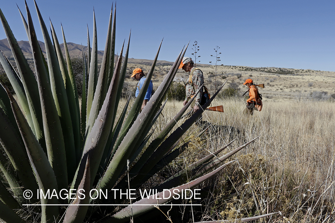 Upland game bird hunters with dogs in field.