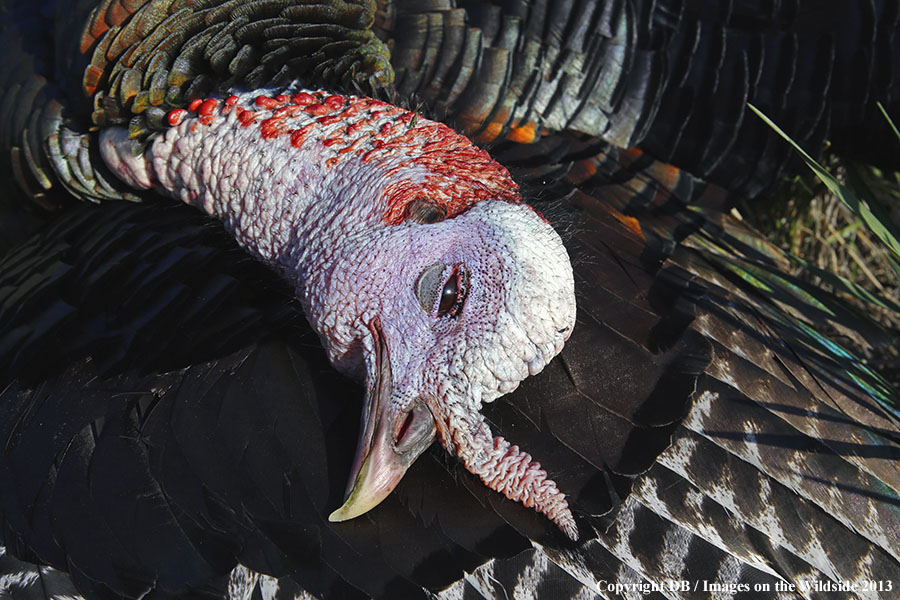 Recently killed turkey.