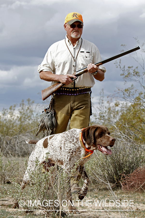 Quail hunter hunting Gambel's Quail in Arizona.